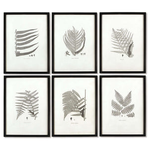 Framed Set of Fern Botanical Prints in Black and White (Set of 6)