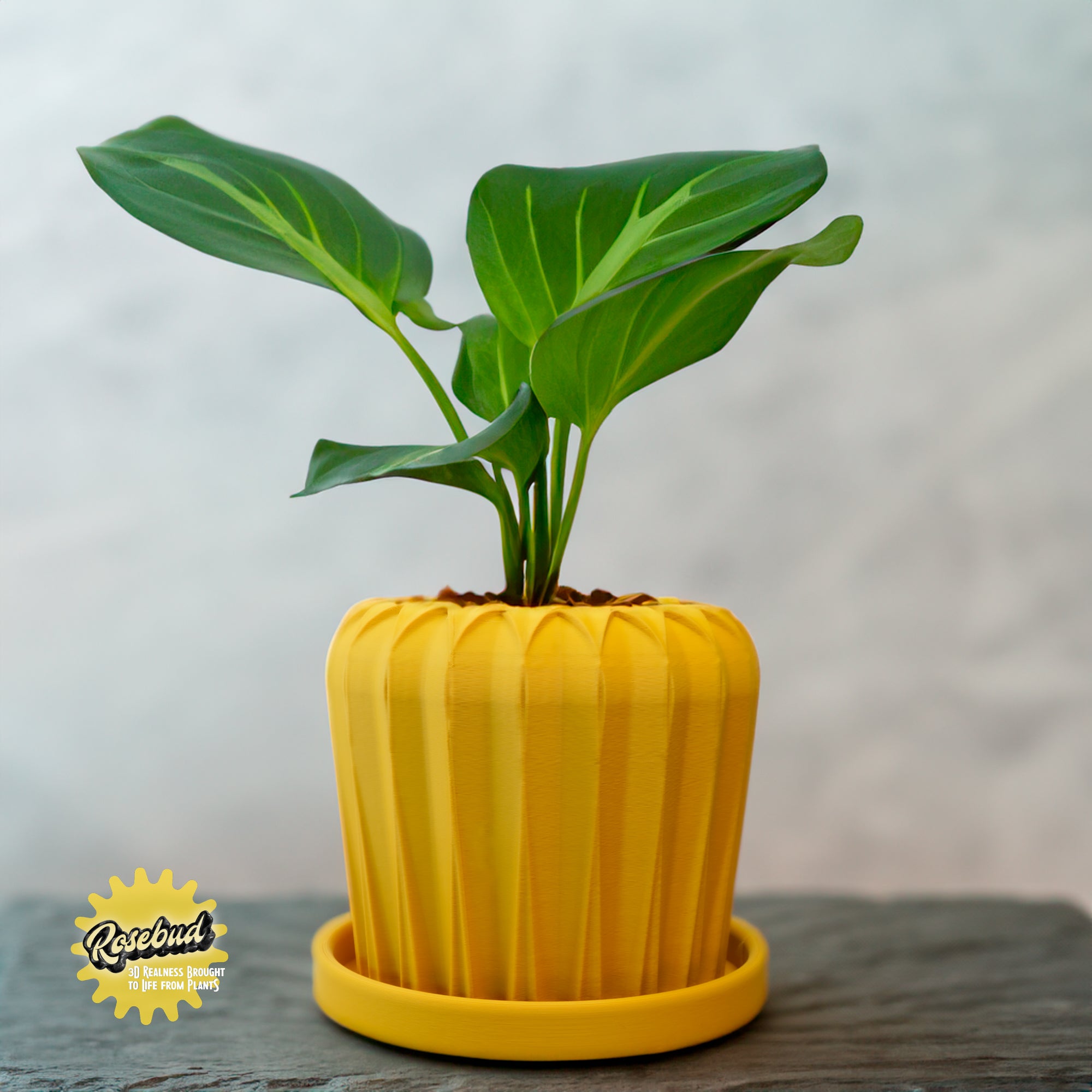 Lunar Bloom Plant Pot
