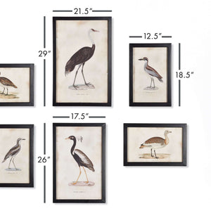 Antique Framed Ornithology Bird Prints (Set of 6)